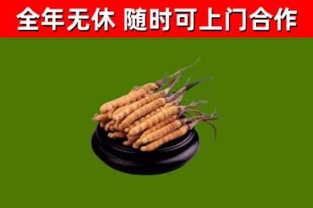象州县回收冬虫夏草